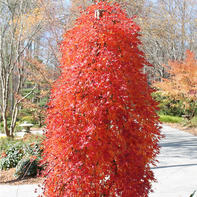 Acer palmatum 'Ryusen' Jap&aacute;n juhar