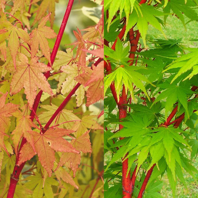 Acer palmatum 'Sango Kaku' Jap&aacute;n juhar