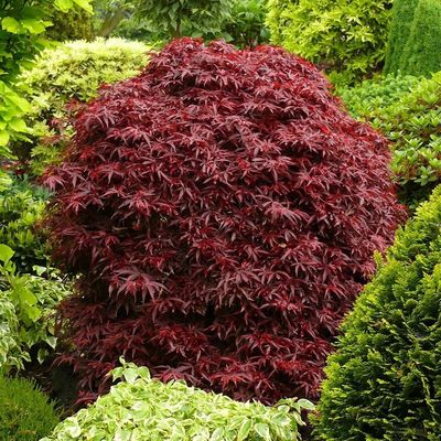 Acer palmatum 'Shaina' Japán juhar