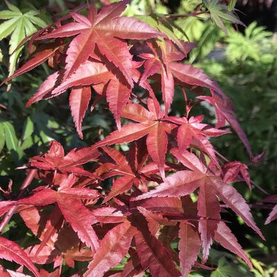 Acer palmatum 'Shindeshojo' Jap&aacute;n juhar