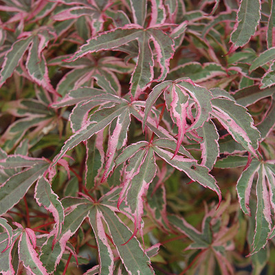 Acer palmatum 'Shirazz' Japán juhar