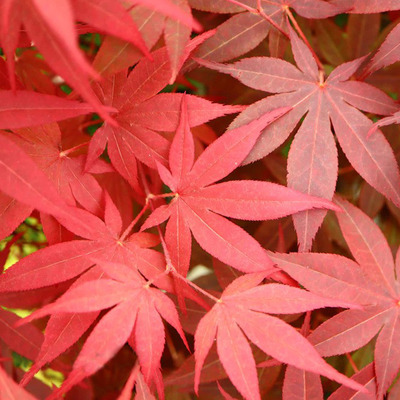 Acer palmatum 'Shojo Nomura' Japán juhar