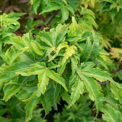 Acer palmatum 'Shishigashira' Japán juhar