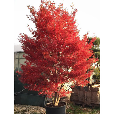 Japán juhar Acer palmatum 'Skeeter's Broom'