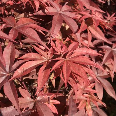 Acer palmatum 'Skeeter's Broom' Japán juhar