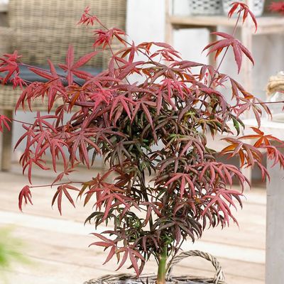 Acer palmatum 'Starfish' Jap&aacute;n juhar