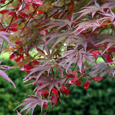 Acer palmatum 'Suminagashi' Jap&aacute;n juhar