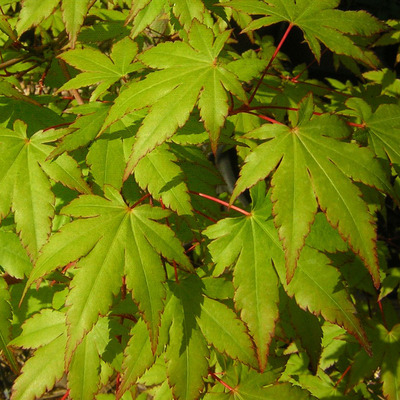 Japán juhar Acer palmatum