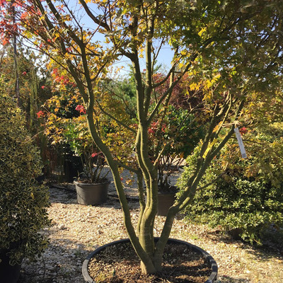 Japán juhar Acer palmatum