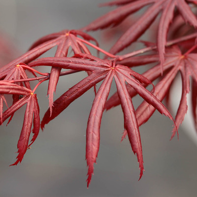 Japán juhar Acer palmatum 'Trompenburg'