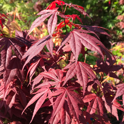 Acer palmatum 'Twombly's Red Sentinel' Japán juhar