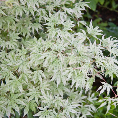 Acer palmatum 'Ukigomo' Japán juhar