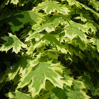 Tarkalevelű juhar Acer platanoides 'Drummondii'