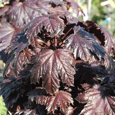 Oszlopos vérjuhar Acer platanoides 'Crimson Sentry'