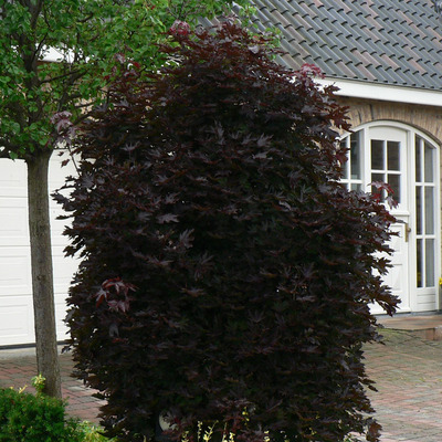 Oszlopos vérjuhar Acer platanoides 'Crimson Sentry'