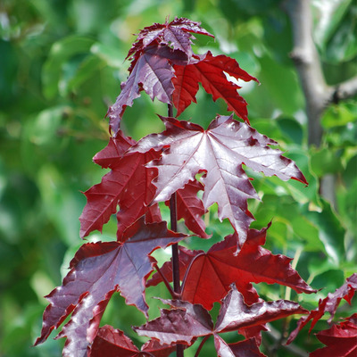 Oszlopos vérjuhar Acer platanoides 'Crimson Sentry'