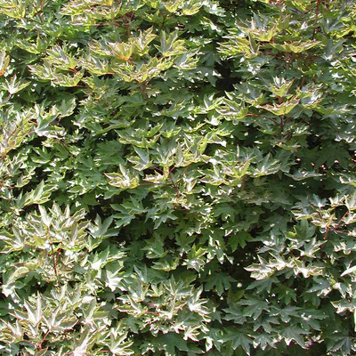 Oszlopos vérjuhar Acer platanoides 'Crimson Sentry'