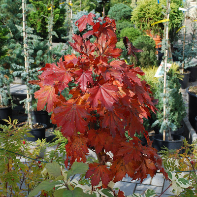 Oszlopos vérjuhar Acer platanoides 'Crimson Sentry'