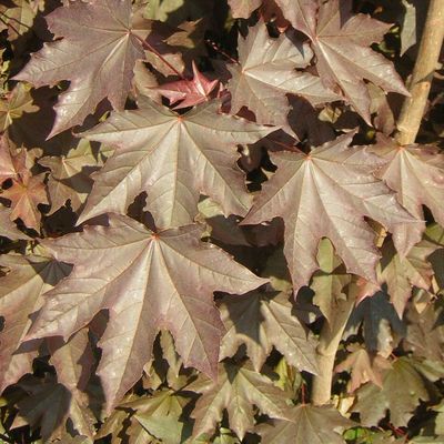 Oszlopos vérjuhar Acer platanoides 'Crimson Sentry'