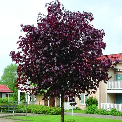 Acer platanoides 'Faassen's Black' Vérjuhar