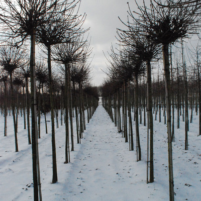 Gömb juhar Acer platanoides 'Globosum'