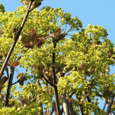 Gömb juhar Acer platanoides 'Globosum'