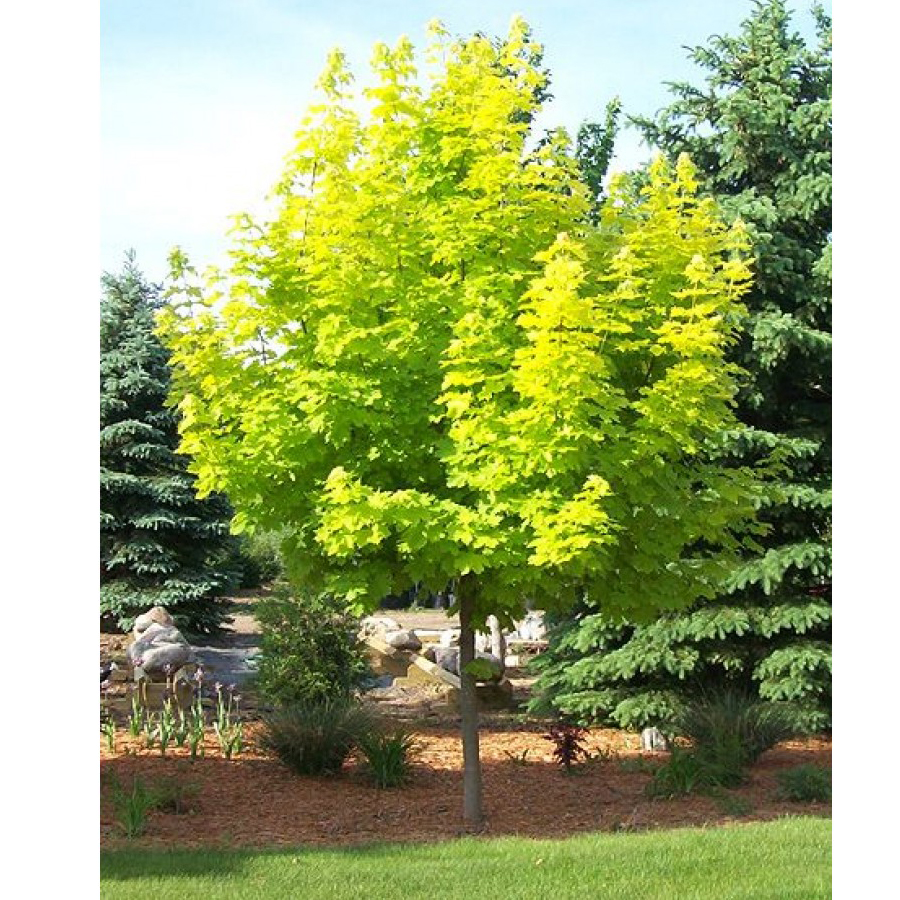 Korai juhar Acer platanoides 'Princeton Gold'