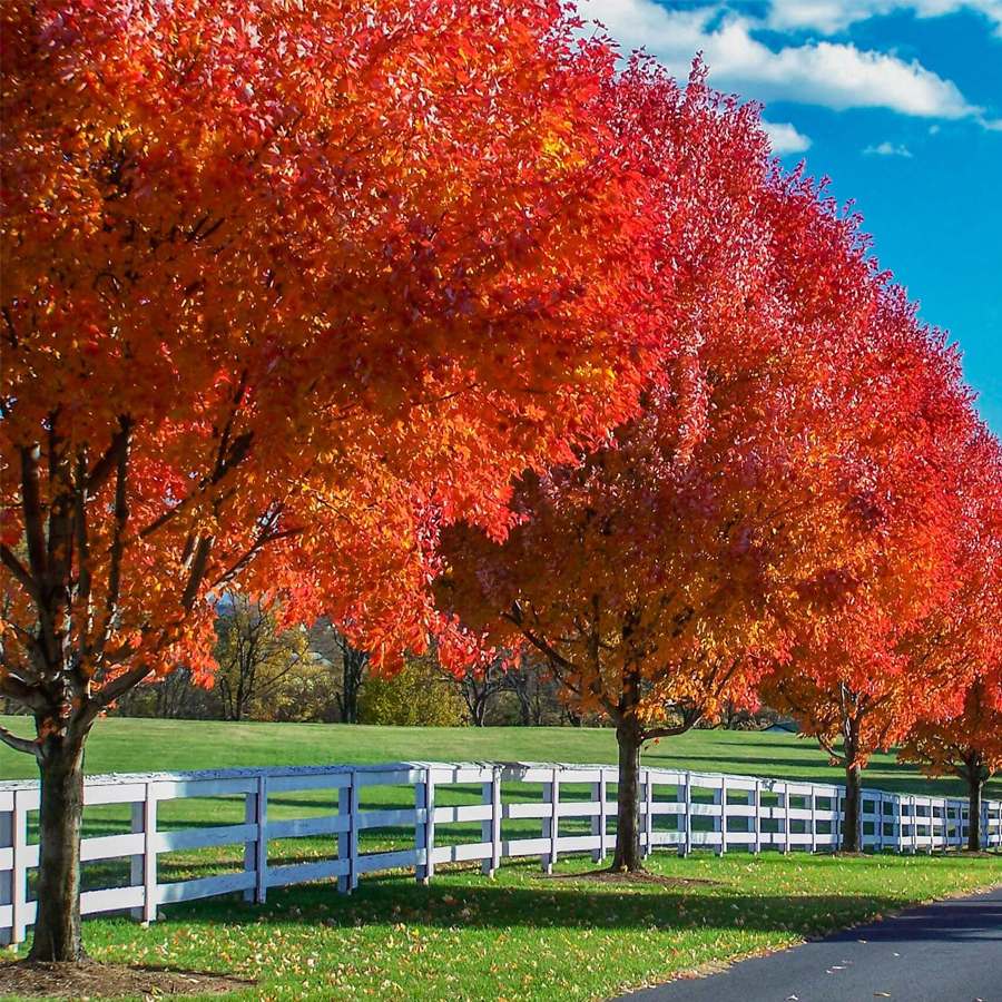 Őszi tűzjuhar Acer freemanii 'Autumn Blaze'