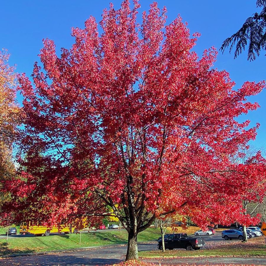 Acer rubrum 'Brandywine' Vöröslevelű juhar