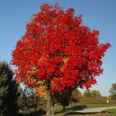 Acer rubrum 'Fairview Flame' Vöröslevelű juhar