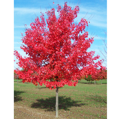 Acer rubrum 'October Glory' Vöröslevelű juhar