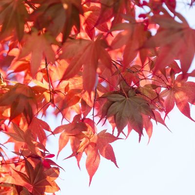 Acer rubrum 'Red Sunset' Vöröslevelű juhar