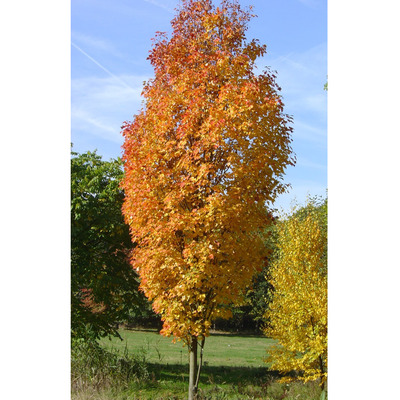 Acer rubrum 'Scanlon' Vöröslevelű juhar