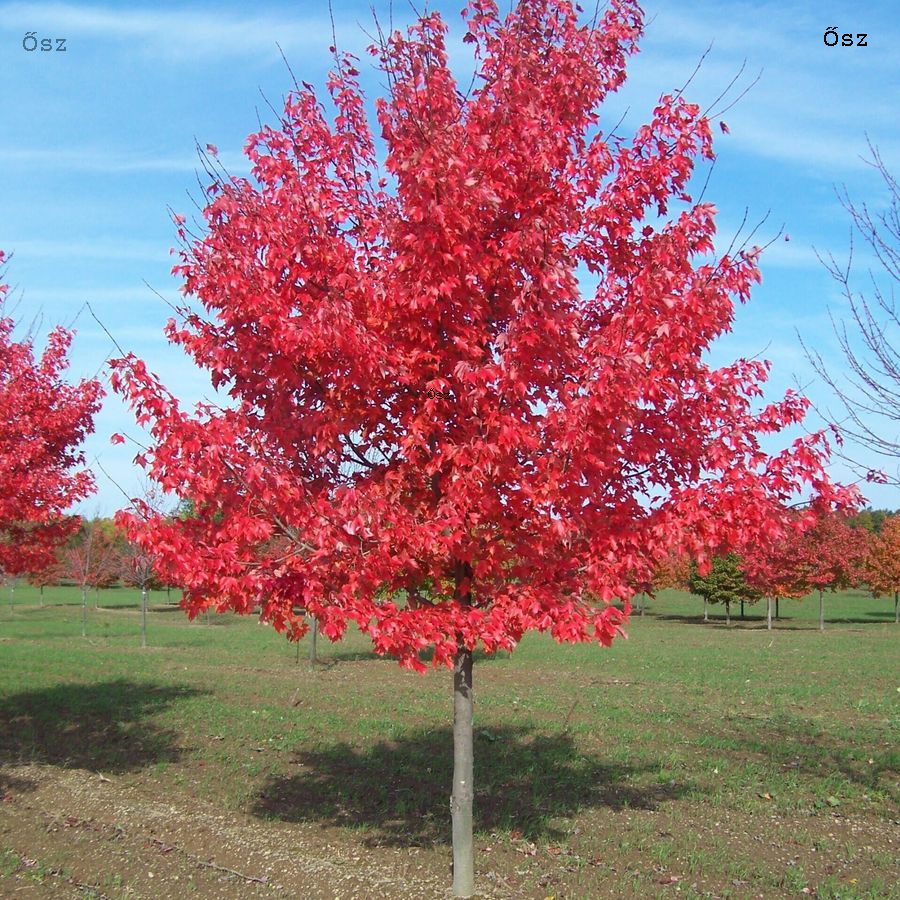 Acer rubrum 'Somerset' V&ouml;r&ouml;slevelű juhar