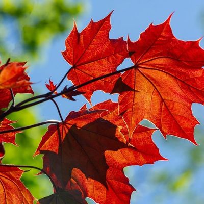 Acer rubrum 'Summer Red' V&ouml;r&ouml;slevelű juhar