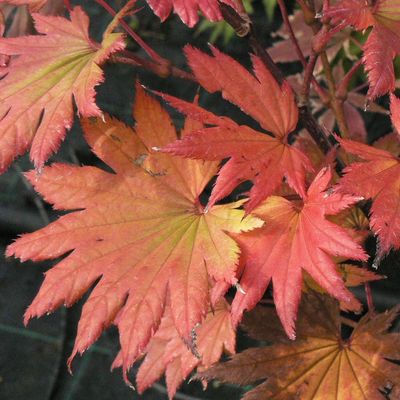 Aranylombú törpe japán juhar Acer shirasawanum 'Aureum'