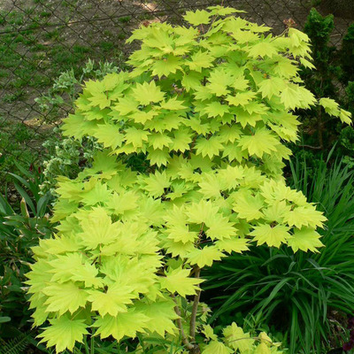 Aranylombú törpe japán juhar Acer shirasawanum 'Aureum'