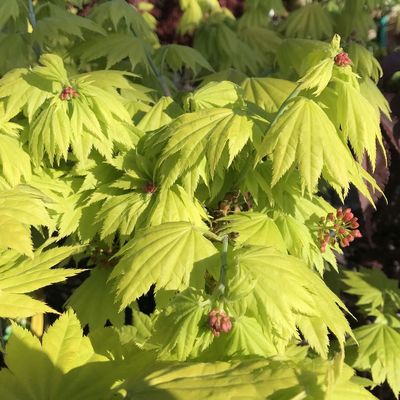 Aranylombú törpe japán juhar Acer shirasawanum 'Aureum'