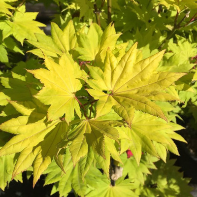 Aranylombú törpe japán juhar Acer shirasawanum 'Aureum'