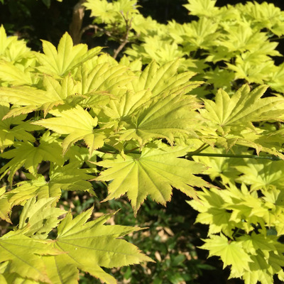 Aranylombú törpe japán juhar Acer shirasawanum 'Aureum'