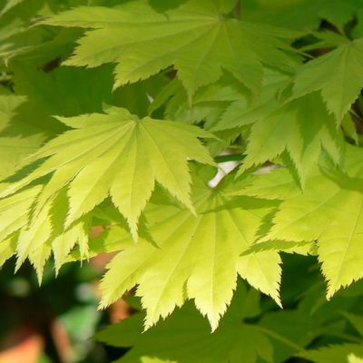 Aranylombú törpe japán juhar Acer shirasawanum 'Aureum'