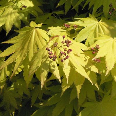 Aranylombú törpe japán juhar Acer shirasawanum 'Aureum'