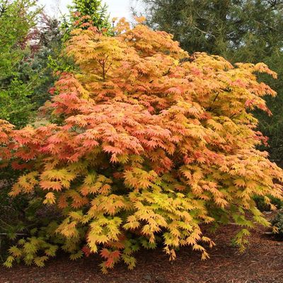 Aranylombú törpe japán juhar Acer shirasawanum 'Autumn Moon'