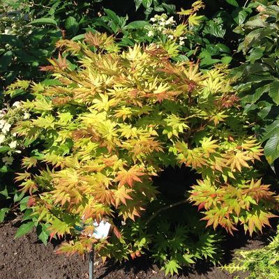 Aranylombú törpe japán juhar Acer shirasawanum 'Autumn Moon'