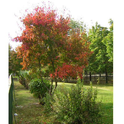 Tatárjuhar Acer tataricum