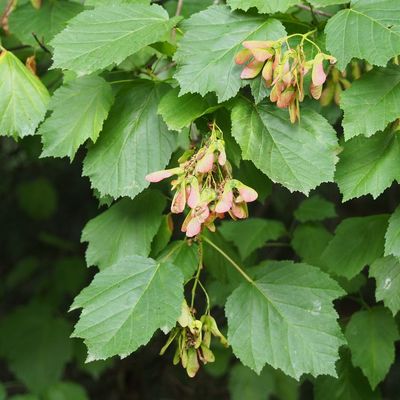 Acer tataricum Tatárjuhar