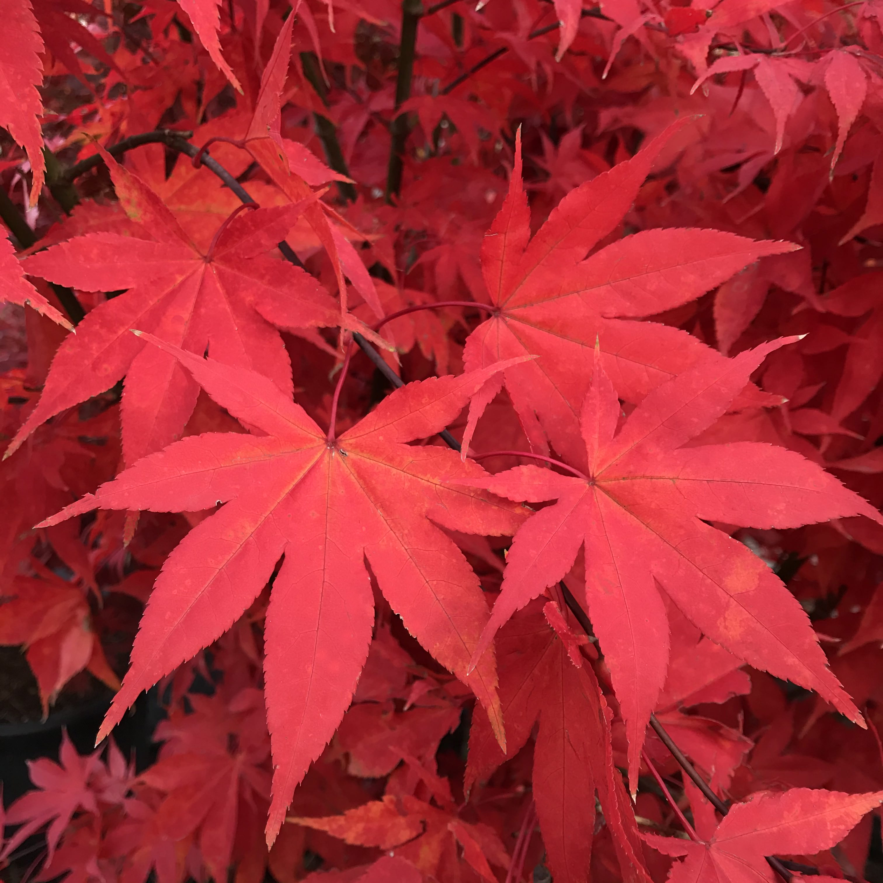 Japán juhar Acer palmatum 'Osakazuki'