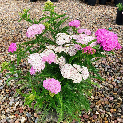 Achillea millefolium 'Appleblossom' Cickafark