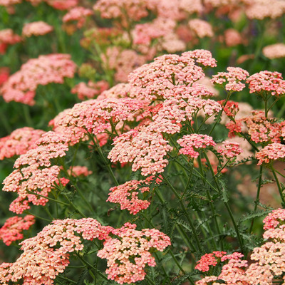 Achillea millefolium 'Tutti Frutti Apricot Delight' Cickafark