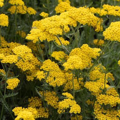 Achillea clypeolata 'Little Moonshine' Cickafark